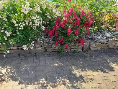 Jardin de l'établissement CHEZ LE VIGNERON