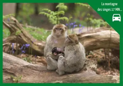 Animaux dans l'appartement ou à proximité