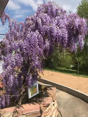 Jardin de l'établissement le chemin du Meunier