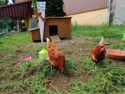 Animaux dans l'appartement ou à proximité