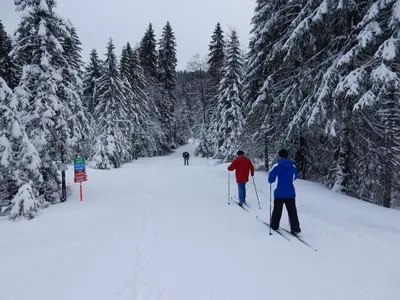 L'établissement Chalet Les Sapins Argentés en hiver