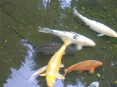 Animaux dans l'hôtel ou à proximité