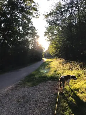 Animal ou animaux domestique(s) séjournant avec des clients dans l'établissement Chambre double Auberge Alsacienne