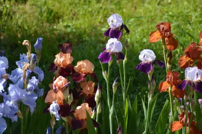 Jardin de l'établissement Ferme les Iris