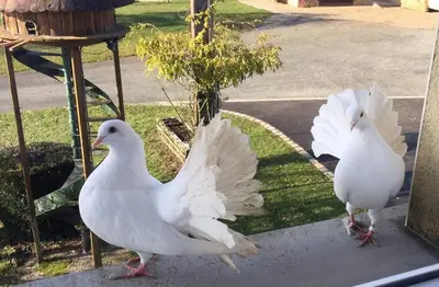 Animaux dans le B&B/chambre d'hôtes ou à proximité