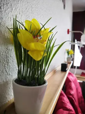 Plan de l'établissement studio résidence la Mauselaine la perle des Vosges