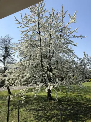 Jardin de l'établissement Le Clos des Pommiers Fuji