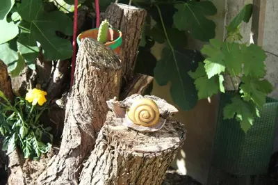 Plan de l'établissement Gîte Le Cep d'Or Alsace