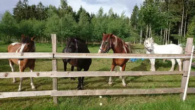 Animaux dans l'appartement ou à proximité