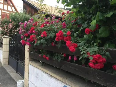 Jardin de l'établissement Chambre spacieuse dans joli village alsacien