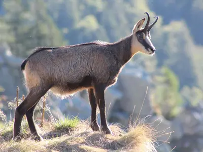 Animaux dans la maison de vacances ou à proximité