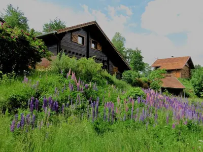 Jardin de l'établissement Chalet spacieux près de Gérardmer avec terrasse, verger et activités montagne - FR-1-589-121