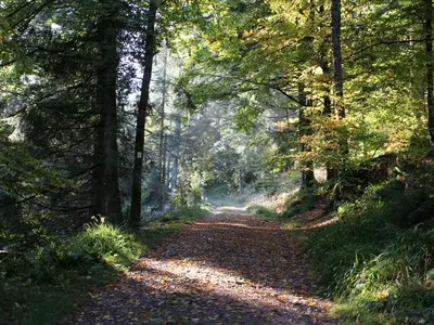 Plan de l'établissement Gîte Confortable en Pleine Nature avec Cheminée et Accès Direct aux Sentiers, Proche Gérardmer et Lac - FR-1-589-124