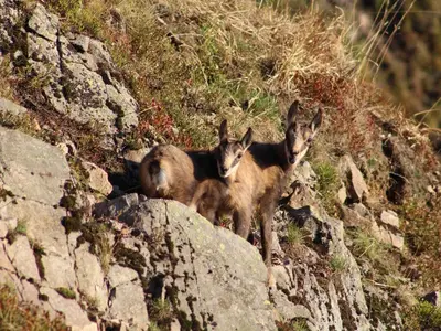 Plan de l'établissement Gîte Confortable en Pleine Nature avec Cheminée et Accès Direct aux Sentiers, Proche Gérardmer et Lac - FR-1-589-124