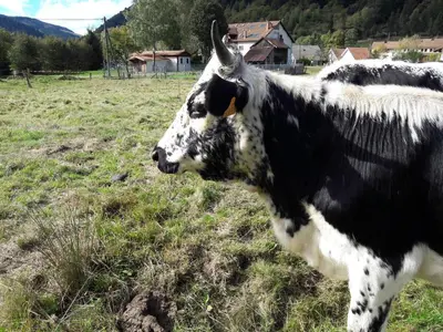 Animaux dans la maison de vacances ou à proximité