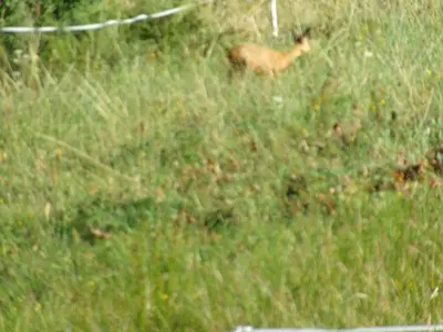 Animaux dans la maison de vacances ou à proximité