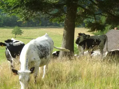 Animaux dans la maison de vacances ou à proximité