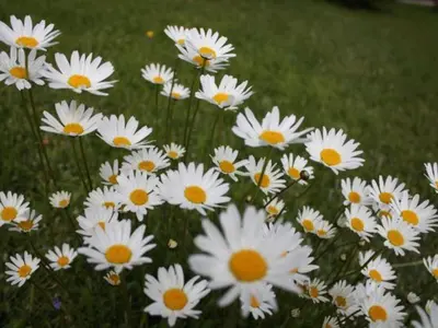 Jardin de l'établissement Gîte calme avec terrasse près de Gérardmer - FR-1-589-158