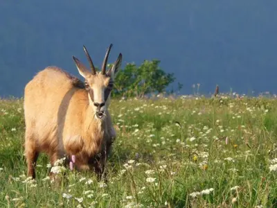 Animaux dans la maison de vacances ou à proximité