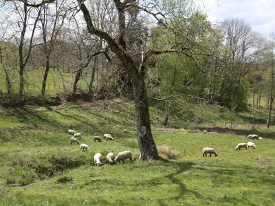 Animaux dans la maison de vacances ou à proximité