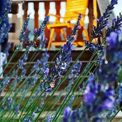 Jardin de l'établissement Le Bois des Neiges Charmant chalet authentique à 5 mn de Gérardmer