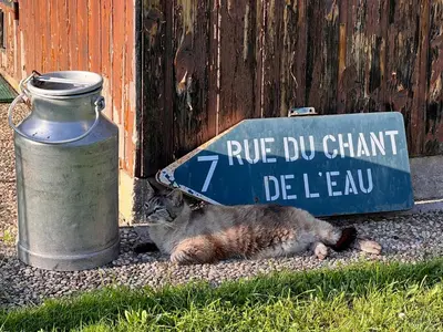 Animal ou animaux domestique(s) séjournant avec des clients dans l'établissement Profiter du calme de la montagne vosgienne