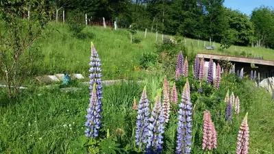 Jardin de l'établissement MAISON LUPINS 6 personnes