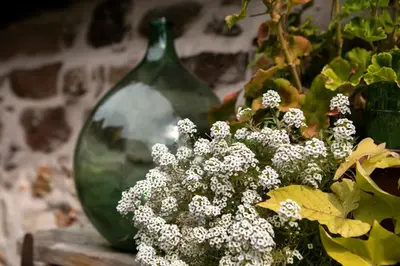 Boissons dans l'établissement ANNO 1698 Gîtes et Chambres d'Hôtes