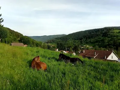 Animaux dans l'appartement ou à proximité