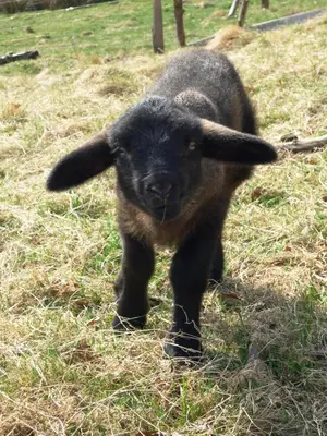 Animaux dans le B&B/chambre d'hôtes ou à proximité