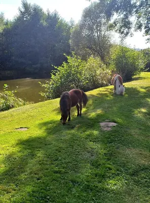 Animaux dans la maison de vacances ou à proximité