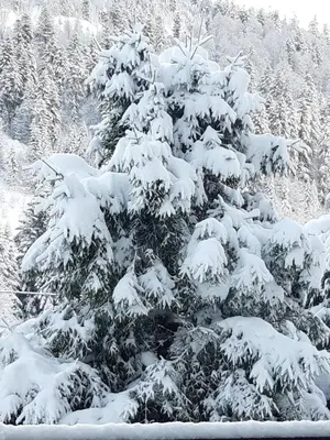 L'établissement Appartement a la montagne ,vue sur les pistes en hiver