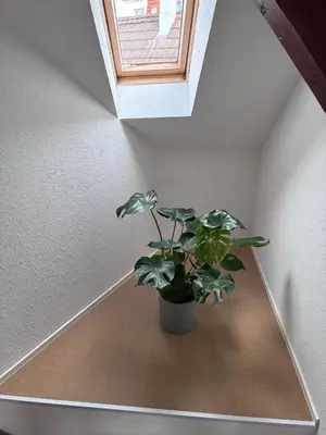 Plan de l'établissement Colmar charmant logement