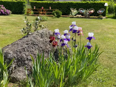 Jardin de l'établissement Gîte Chalet avec bain nordique et piscine 11 pers Hautes Vosges