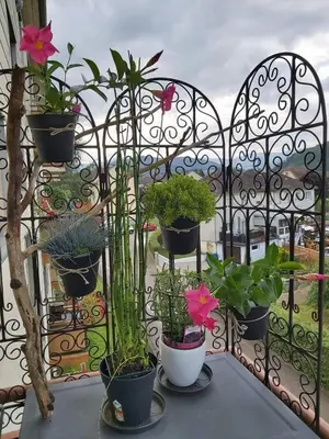 Jardin de l'établissement Appartement Au Cigogneau Wifi-Netflix-Balcon-Parking