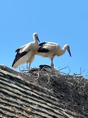 Animaux dans le séjour chez l'habitant ou à proximité