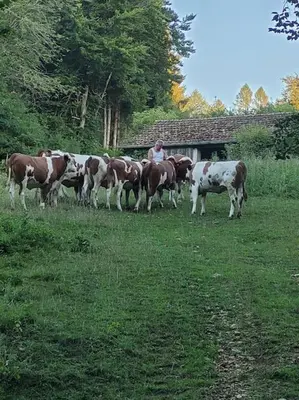 Animaux dans la maison de vacances ou à proximité