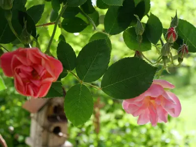 Jardin de l'établissement Hissele
