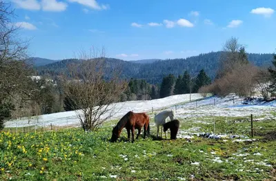 Animaux dans l'appartement ou à proximité
