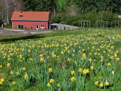 Jardin de l'établissement Gîte de Montagne 