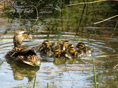 Animaux dans la maison de vacances ou à proximité