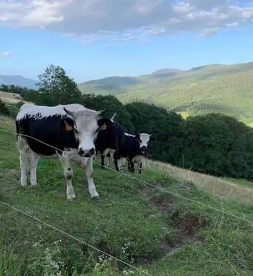 Animaux dans la maison de vacances ou à proximité