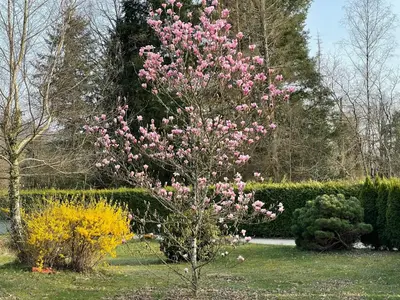 Jardin de l'établissement Chambres d’hôtes plateau des mille étangs